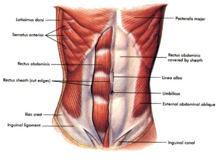 صور لبعض العضلات Abdominal_muscles_1