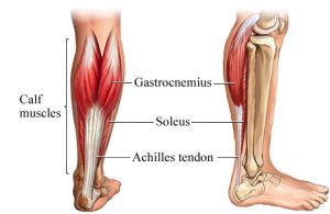 صور لبعض العضلات Achilles-tendon