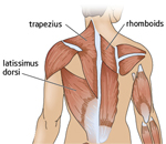 صور لبعض العضلات Back-muscles