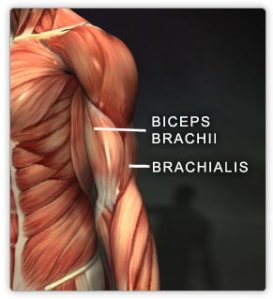 صور لبعض العضلات Biceps