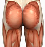 صور لبعض العضلات Bum-or-gluteus-maximus