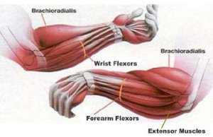 صور لبعض العضلات Flexors-extensor