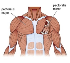 صور لبعض العضلات Pectoralis_major