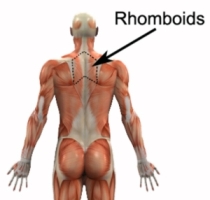 صور لبعض العضلات Rhomboed1