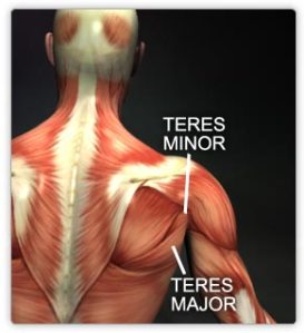 صور لبعض العضلات Teres
