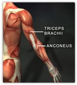 صور لبعض العضلات Triceps
